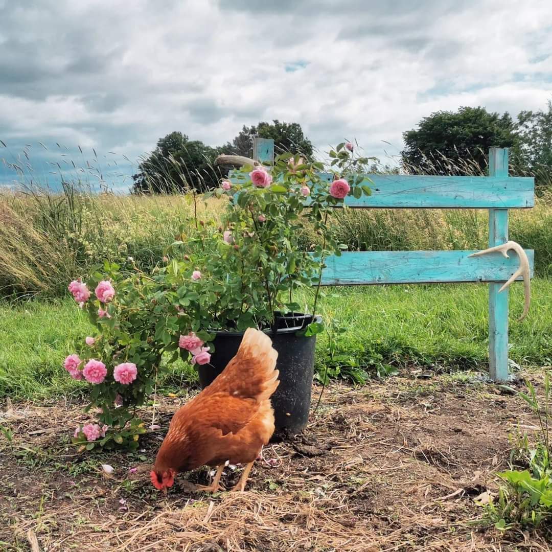 ⊕ Oh June, Fiery and alive