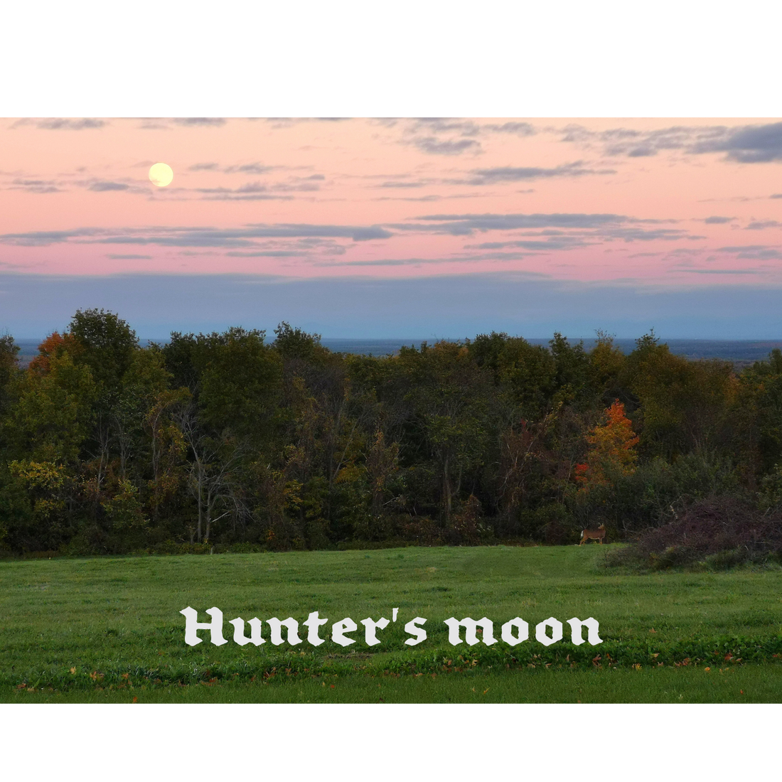 Hunter's moon The Offbeat Runars